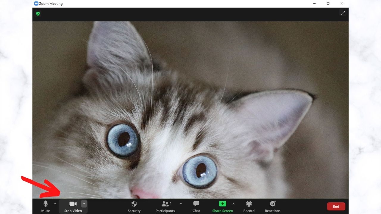 cat filter zoom download
